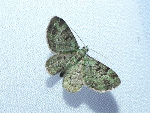 Réf. 304 751 : Pasiphila rectangulata